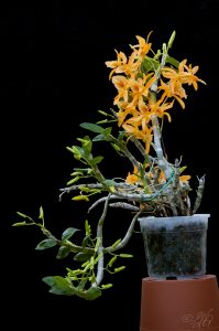 Dendrobium Stardust