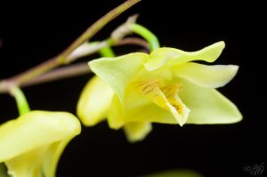 Dendrobium gerlandianum