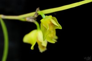 Dendrobium gerlandianum