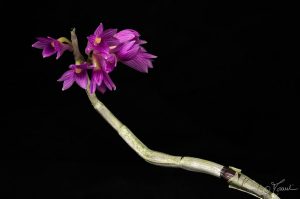 Dendrobium goldschmidtianum