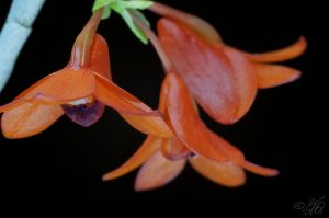 Dendrobium mohlianum