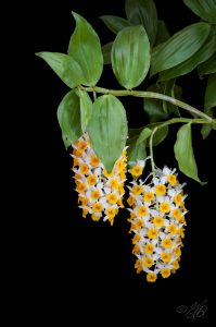 Dendrobium thyrsiflorum 