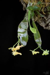 Dendrobium ypsilon