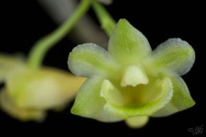 Dendrobium ypsilon