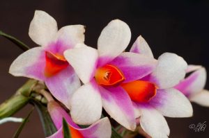 Dendrobium cuthbertsonii x sulawesii