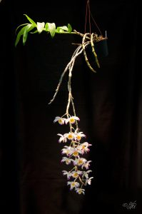 Dendrobium wardianum