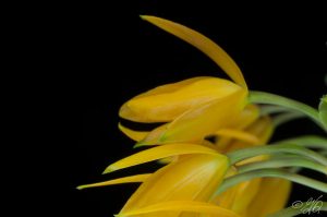 Guarianthe aurantiaca lemon drop