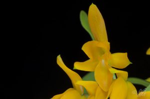 Guarianthe aurantiaca lemon drop